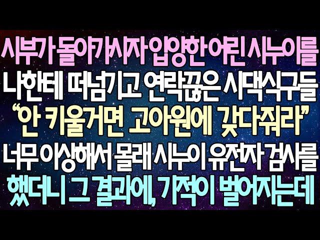 (반전 사연) 시부가 돌아가시자 늦둥이 어린 시누이를 나한테 떠넘기고 연락끊은 시댁식구들 너무 이상해서 몰래 시누이 유전자 검사를 했더니 그 결과에, 기적이 벌어지는데/라디오드라마