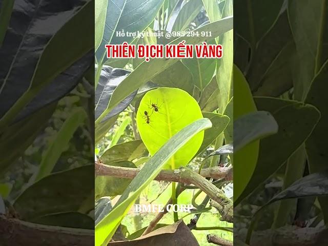 Thiên địch Kiến Vàng bảo vệ cây trồng một cách toàn diện #bmfe #kienvang #mitindo