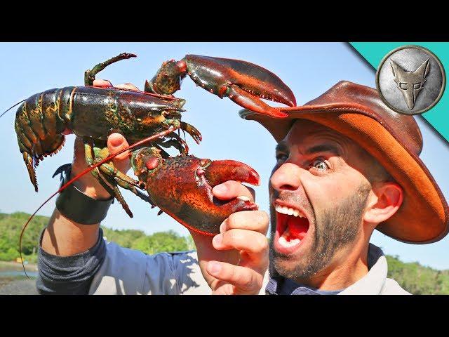 PINCHED by a LOBSTER!