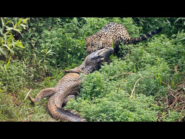 5 CRAZY MOMENTS CAIMAN CAN NOT ESCAPE FROM HUNGRY JAGUAR