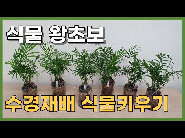 식물 왕초보도 키우기 쉬운 수경재배 식물키우기 식물추천 #수경재배 #식물키우기 #집꾸미기 #반려식물 #스트레스해소