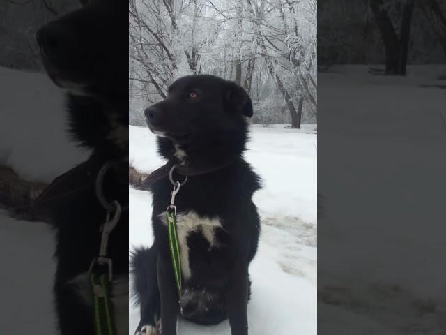 Сириус #собака #собачник #ялюблюсобак #dogs #сириус #Love