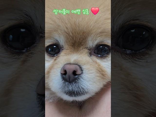 심쿵 ️ #animal #cute #dog #funny #puppy #강아지 #강아지영상 #심쿵 #심쿵이 #포메라니안