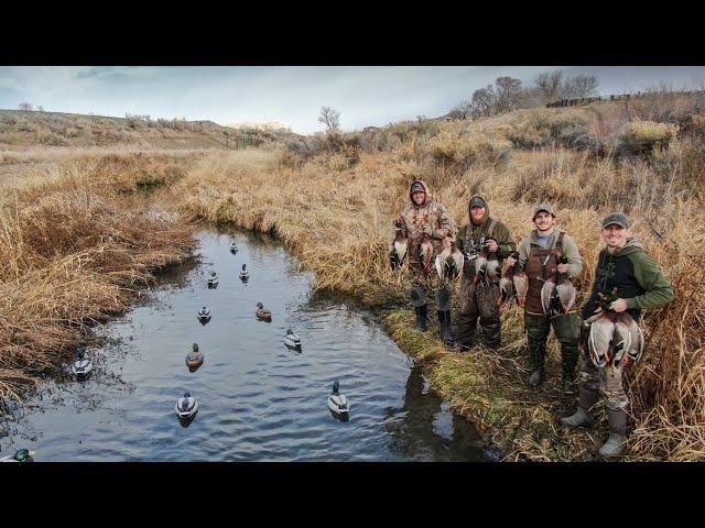 TINY Warm Water Creek Mallards IN OUR FACE!! (What Duck Hunting Dreams Are Made Of)