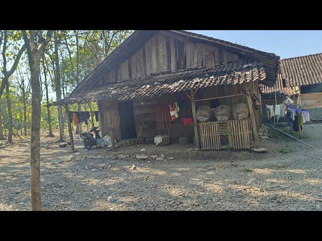 Montok Bahenol...!!Tingal Di Hutan Di Rumah Reyot Di Pedalaman Hutan Di Desa Terpencil Jawa Tengah