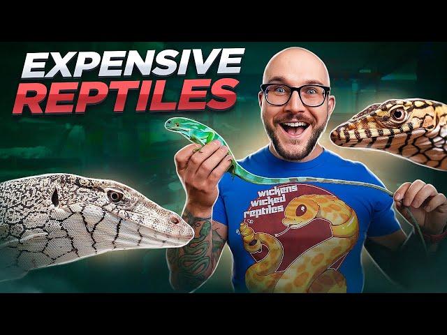 The Top 5 MOST Expensive Reptiles OF ALL TIME!