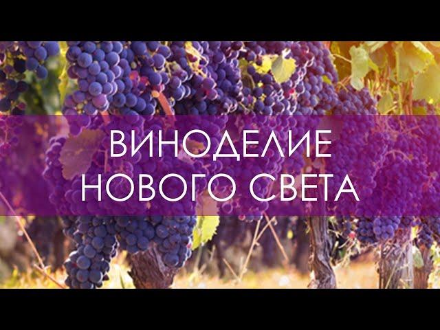 Курс сомелье. Виноделие Нового Света