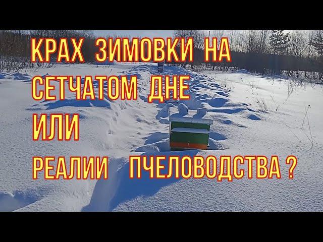 Слабонервным не смотреть! Реалии расхода при зимовке пчёл на сетчатом дне. Расход корма за февраль.