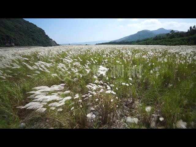 【影片素材】壽豐鄉木瓜溪仁壽橋下芒草