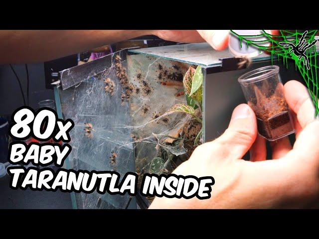 It HAD TO BE DONE - Tarantula Babies Separation