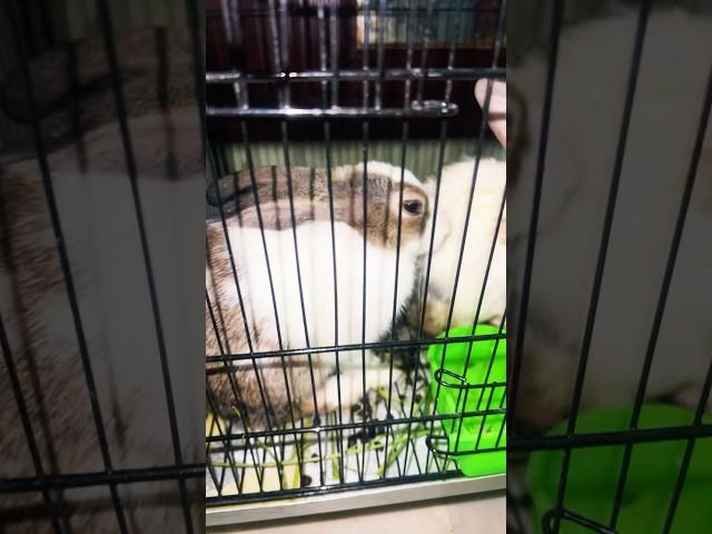 New rabbits family