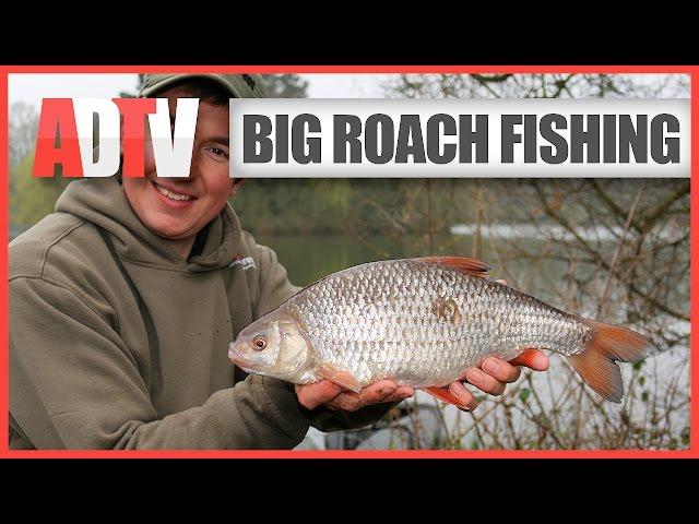 How To Catch Big Roach - Roach Fishing Rigs, Tips & Tactics