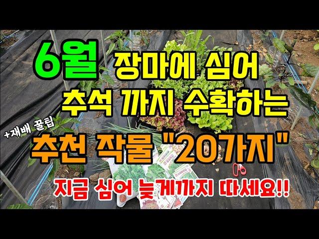 6월 장마에 심어 추석까지 수확하는 작물 20가지 지금 심어 늦게까지 수오악 #6월에심는작물 #텃밭농사