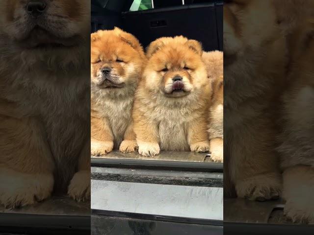 Lindos cachorros  Chow Chow #chowchow #cachorro