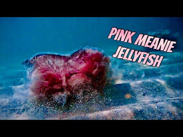 Hunting for Pink Meanies "Jellyfish" Pensacola Beach Gulf Coast of Florida