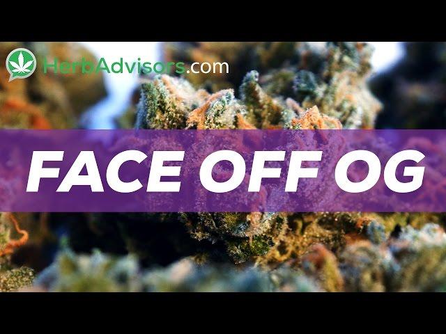 Face Off OG Cannabis Strain Review by HerbAdvisors.com