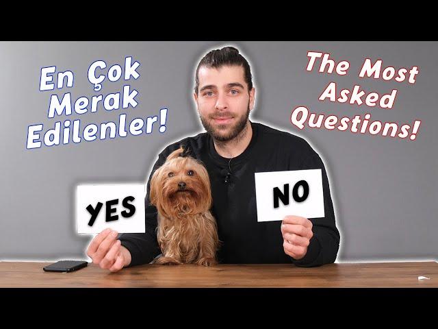 Saldırgan Kedilerden Korkuyor Muyum? | (Sizlerden Gelen Soruları Cevaplıyorum!) #TheVet