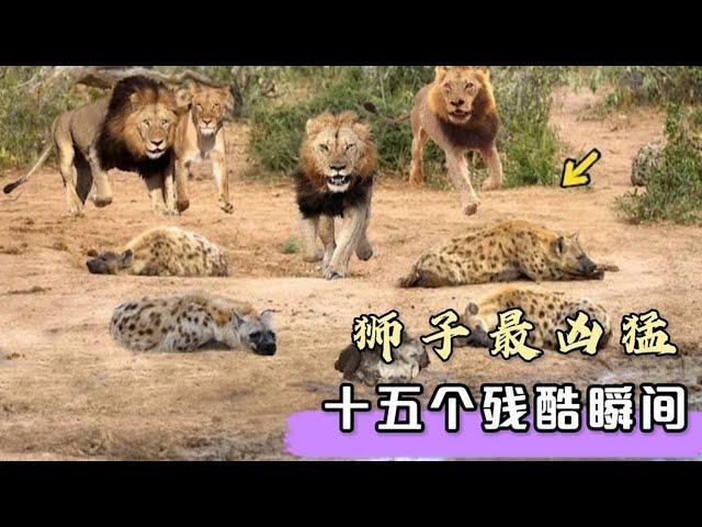 15個獅子獵殺各種動物的場面，鬣狗、河馬被獅子無情撕碎！ 動物大戰