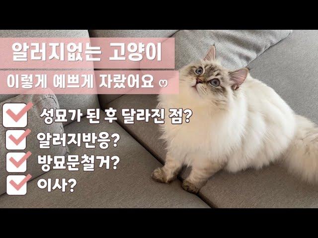 성묘가 된 알러지없는 고양이ㅣ알러지반응ㅣ고양이 브이로그