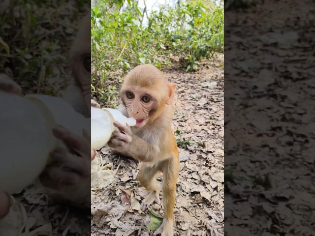 bandar ka bachcha #animals #monkey #baby #sh#shorts 0140