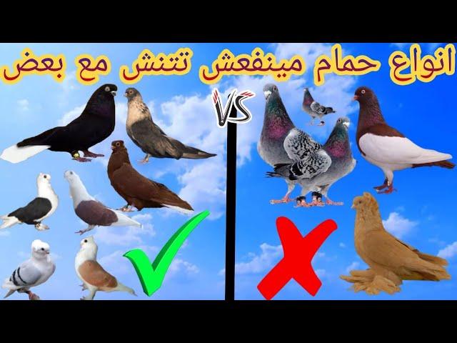 انواع حمام مينفعش تنشهم مع بعض | نش الحمام