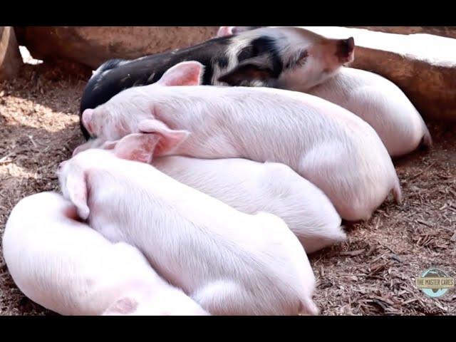 Our Growing Pig Farming Efforts in Uganda - Part 1