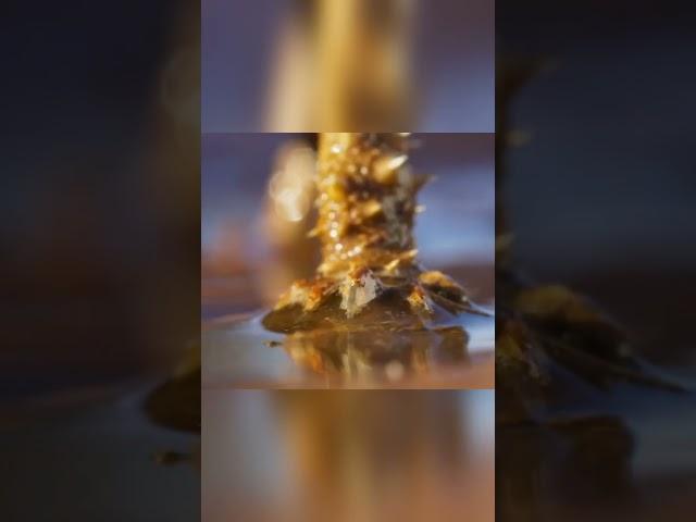 Невероятное существо молох! Две головы, тело с шипами и пьет воду кожей