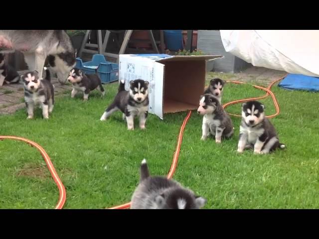 Husky puppy buiten spelen