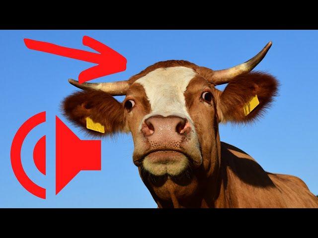 The sound of a cow. A cow mooing. Mooing. Cow mooing video. Cow moo. Cow mooing sound