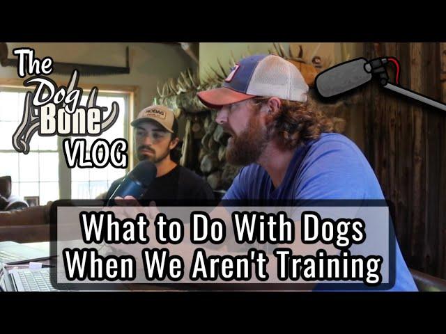 What To Do with Dogs When Not Training | The DogBone VLOG: Ep: #82