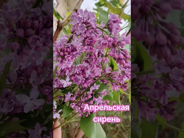 немного нежности вам в ленту🩷🩷🩷🩷#bukhara #music #flowers #love #like #spring #сирень #весна #car