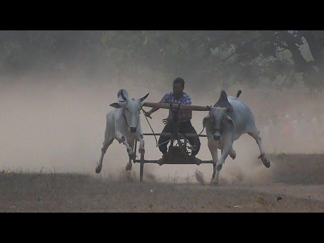 Sahid Bhai salai Khutiya wala Vs Azim patel bihiriya | Final Takhla | bailgada sharyat | ox race