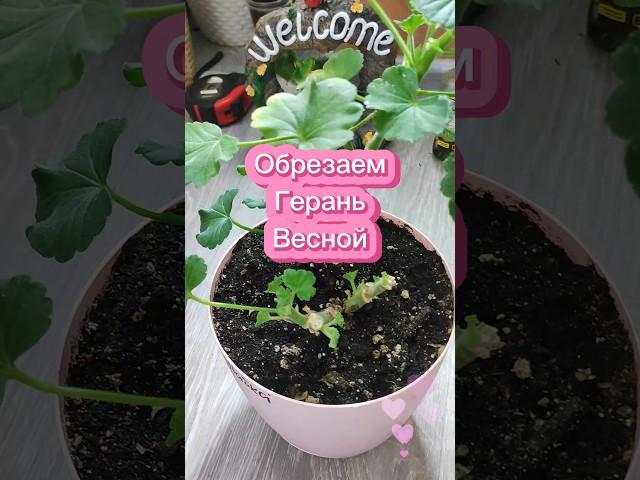 Как Обрезать Весной Герань?