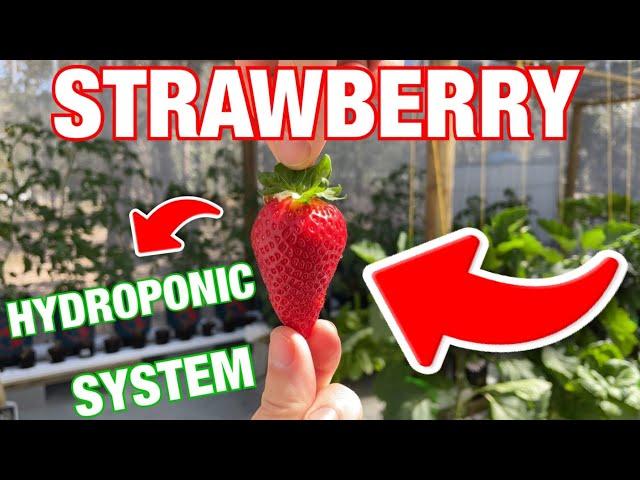 How to Build a Super Simple Strawberry Hydroponic System