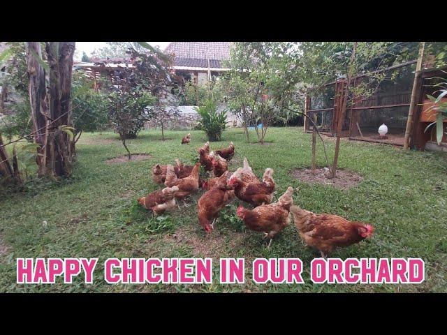 #villagelife Bahagianya Ayam Petelur kami (Genk L dan Genk S) "setiap hari mereka rajin bertelur"