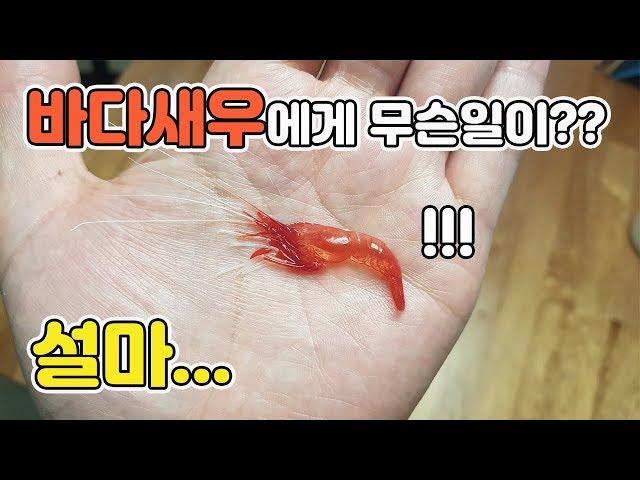 [TV생물도감] 헐!! 껍데기만 남은 바다새우? + 니모 먹이주기 영상