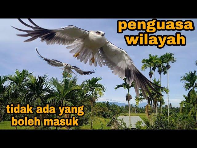 Tumbuh besar dan menjadi penguasa wilayah