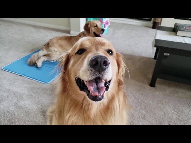 Oshies World Chewy.com Unboxing | Golden Retriever VLOG | One Take