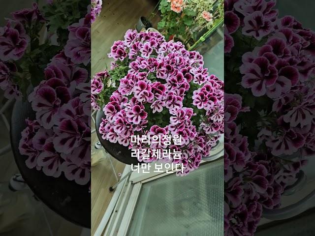 리갈제라늄 너만 보인단말야#리갈제라늄 #마리의정원 #베란다정원 #민혜경