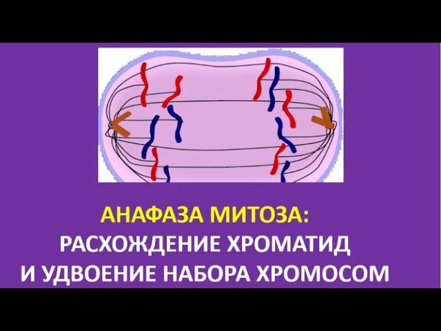 8. Анафаза митоза: расхождение хроматид и удвоение набора хромосом