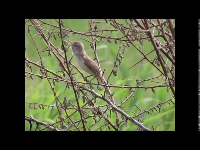 Голоса птиц -  Дроздовидная камышовка (лат.  Acrocephalus arundinaceus)