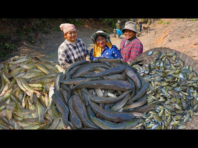 Catch Fish in the Pond Rice Field and Cooking Special Fish Recipes for All Villagers