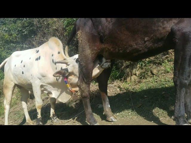 Bull breadding Cow milk |big bull drinking milk