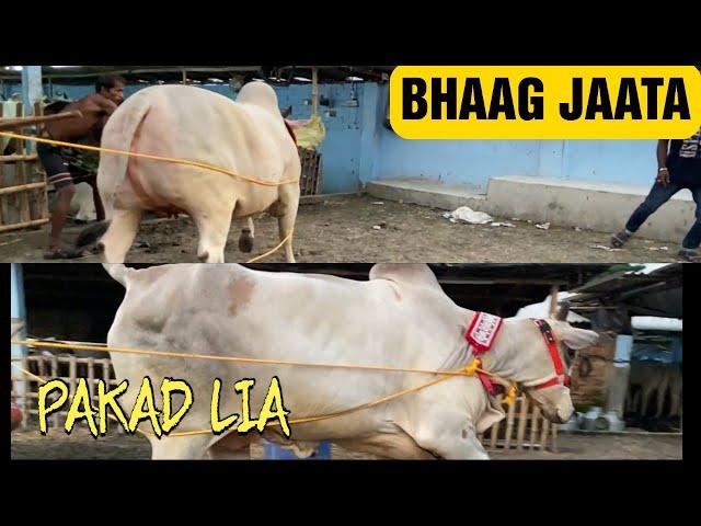 HAJI SIRAJ BHAI COWS LOADING FROM RAHEMEEN DAIRY FARM | KOLKATA COW 2024