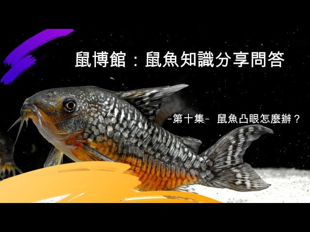 鼠博館：鼠魚知識分享問答   -第十集-  鼠魚凸眼？怎麼辦?