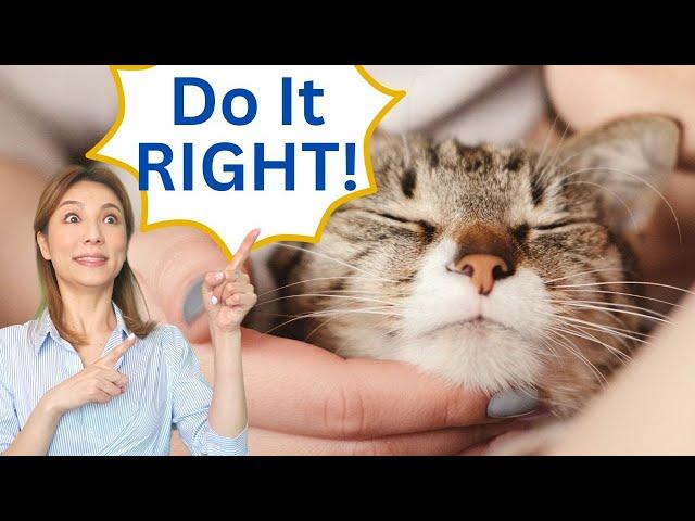 How To Take Care Of Cats For Beginners