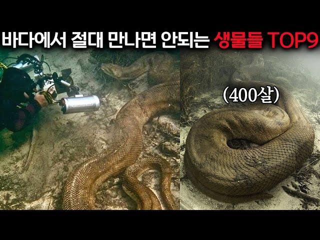 제가 무려 20년간 스쿠버 다이빙을 하면서 이런 건 처음 봤습니다