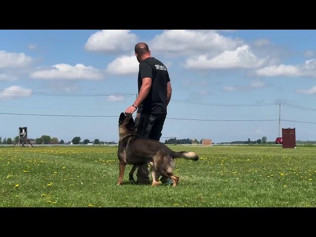 IGP 3 Obedience 95 points Gage vom Shield - Quebec Regional Champion