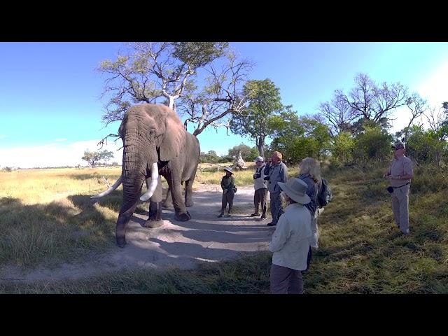 360 Video Botswana Wildlife Film trip  - Photos of Africa VR Safari