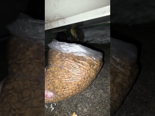 강원도 시골 마을 쓰레기장 근처에 사는 길고양이들 밥주기